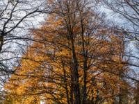 Gegenlicht auf Herbstbaum bei Maria Eck